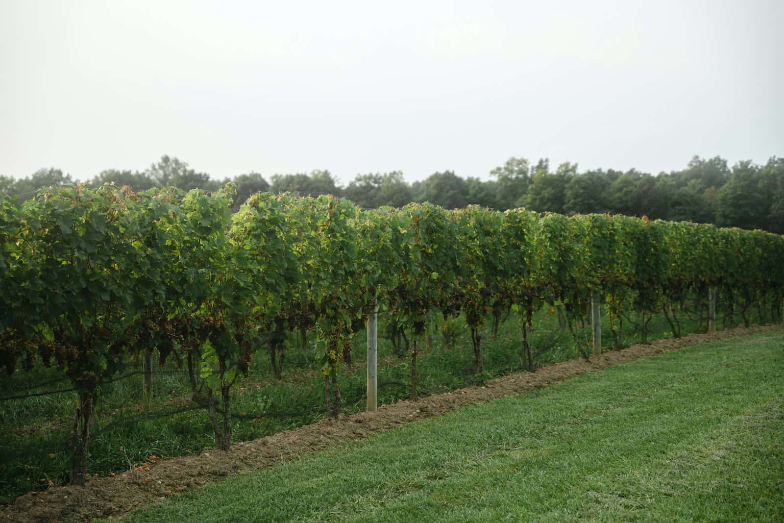 A wine discovery subscription for your next good question.