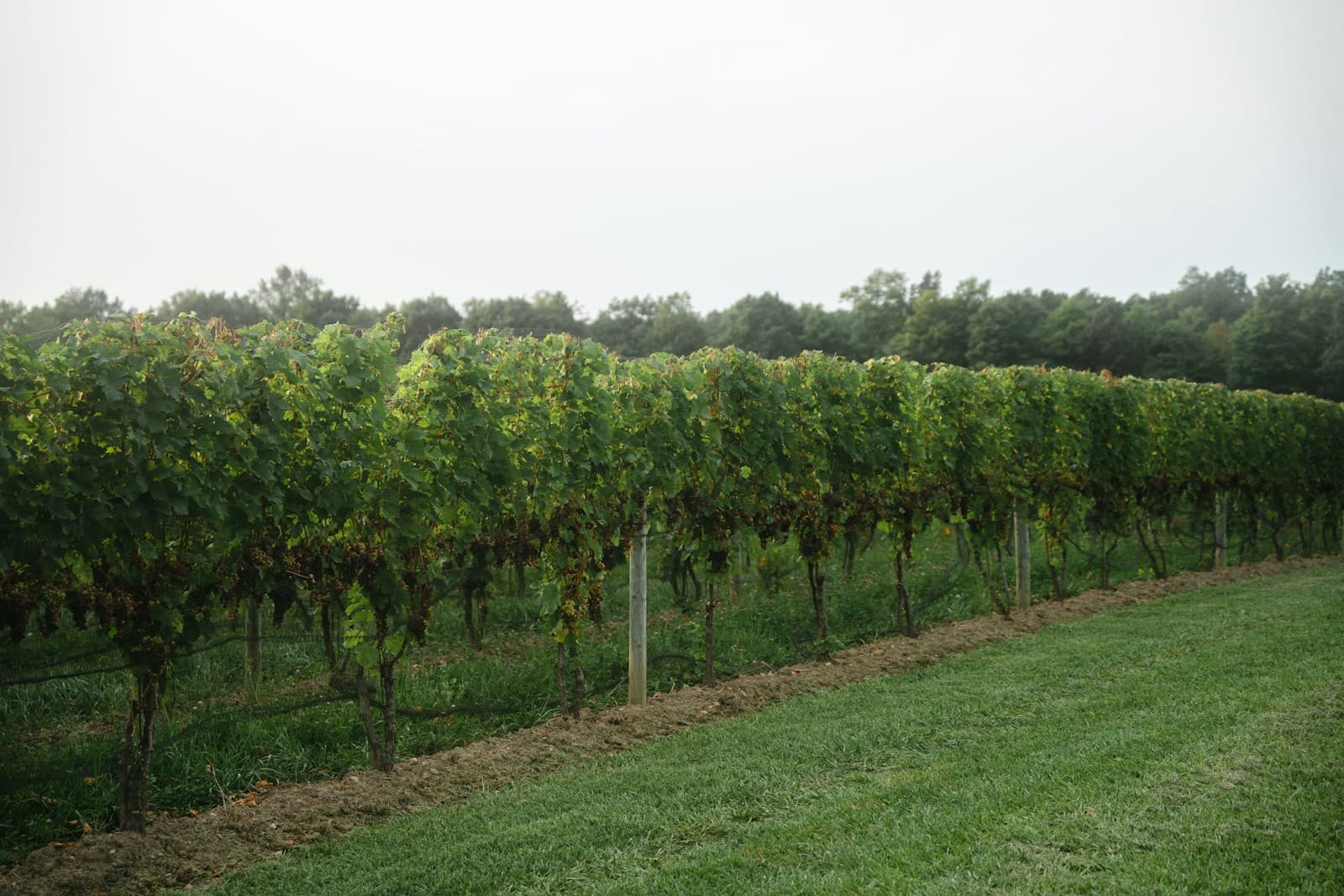 A wine discovery subscription for your next good question.